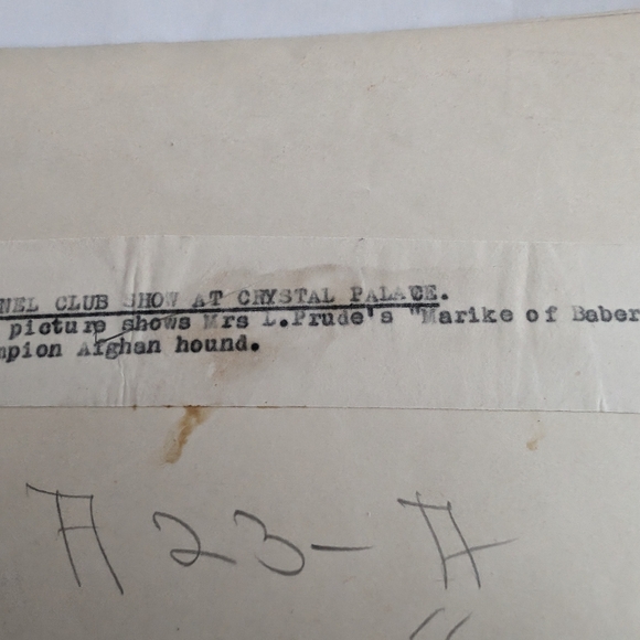 KENNEL CLUB SHOW AT CRYSTAL PALACE PHOTO - Picture 2 of 3